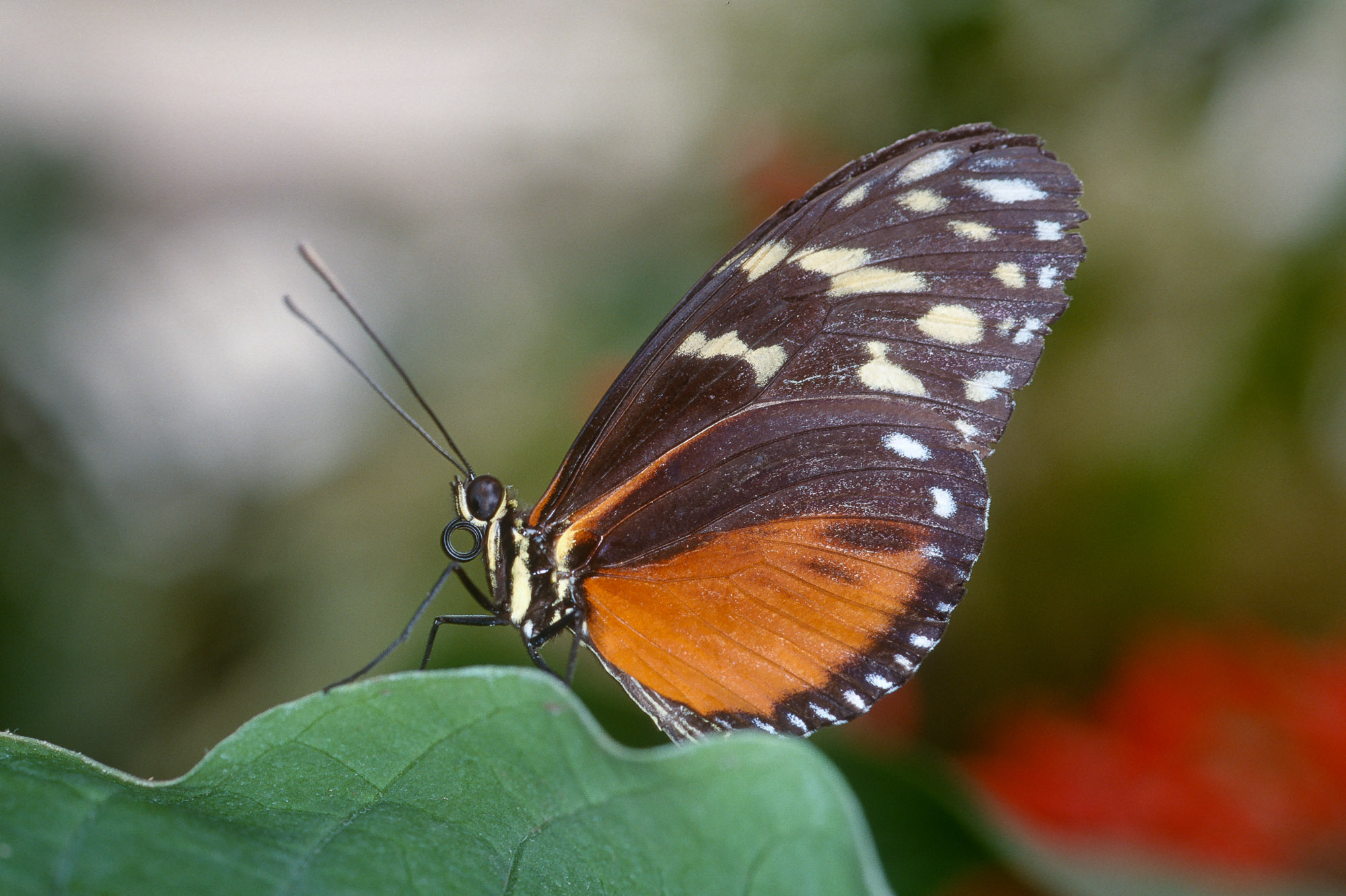 Papillons_103