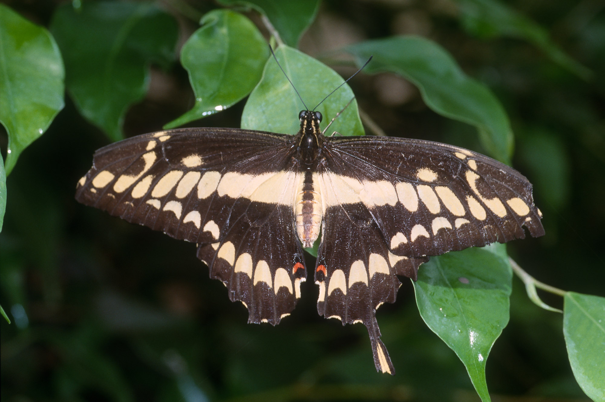 Papillons_107