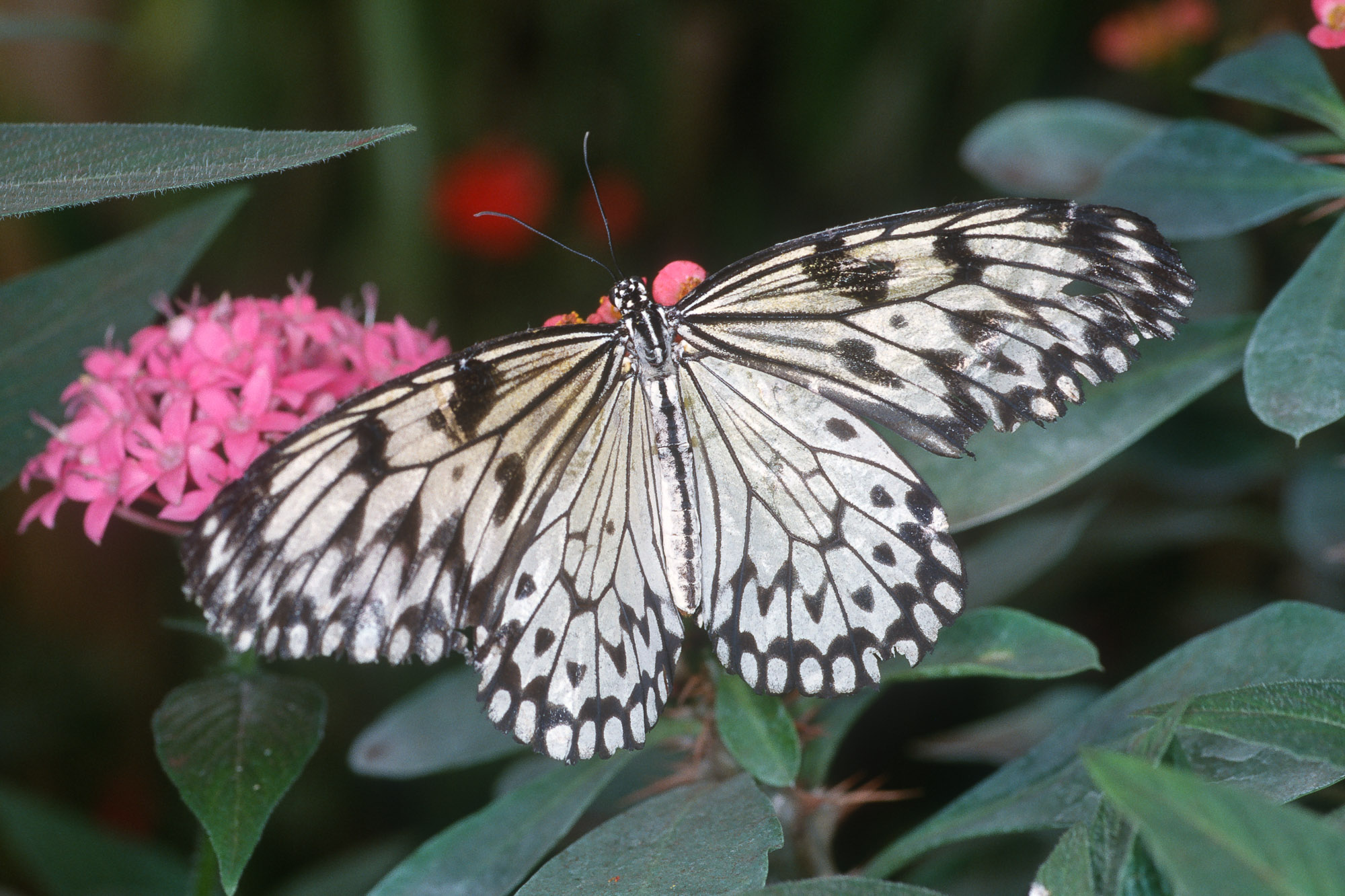 Papillons_113