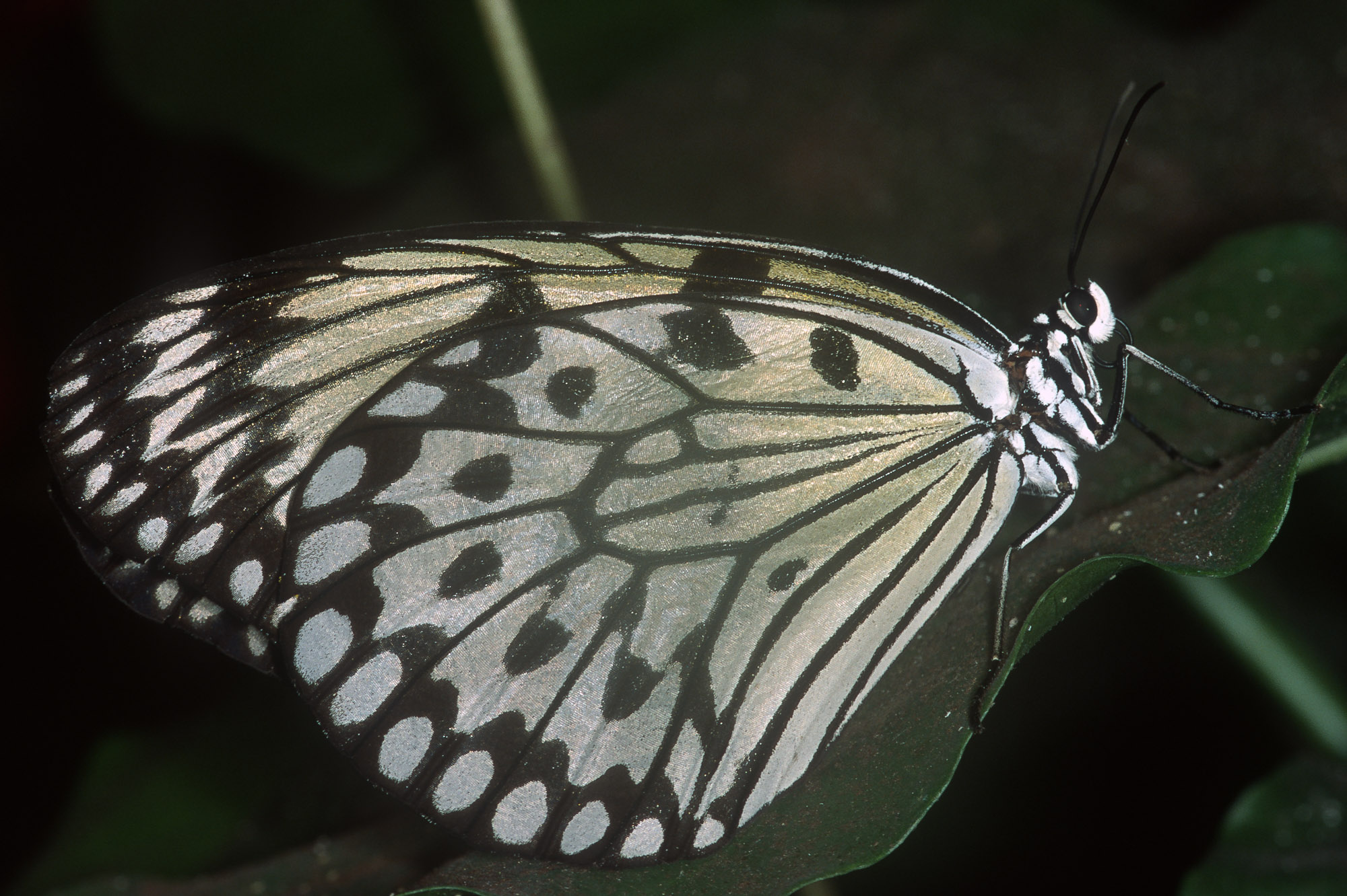 Papillons_202