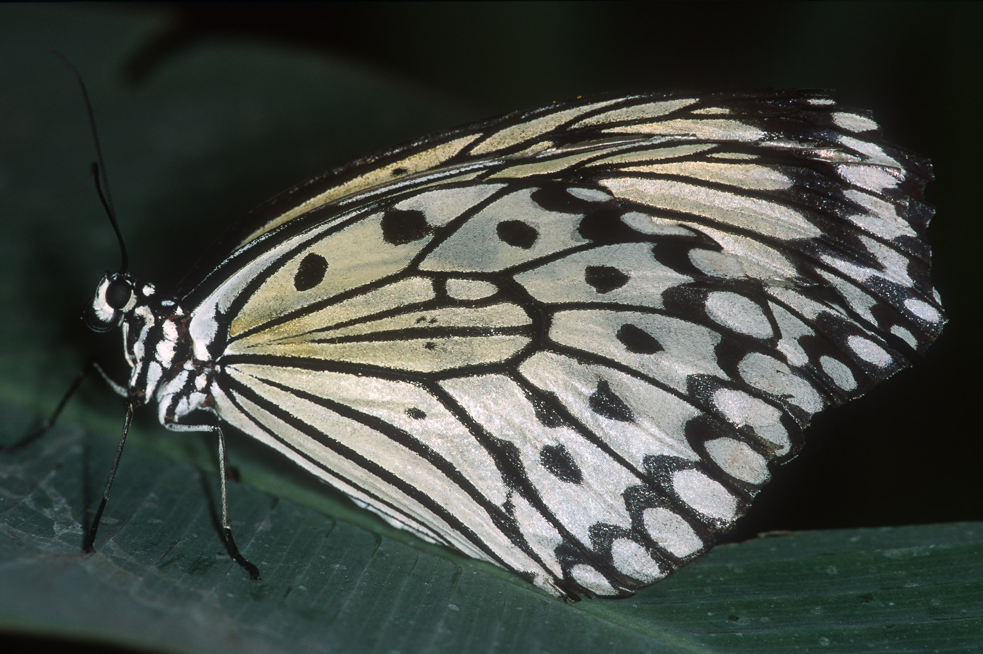 Papillons_210